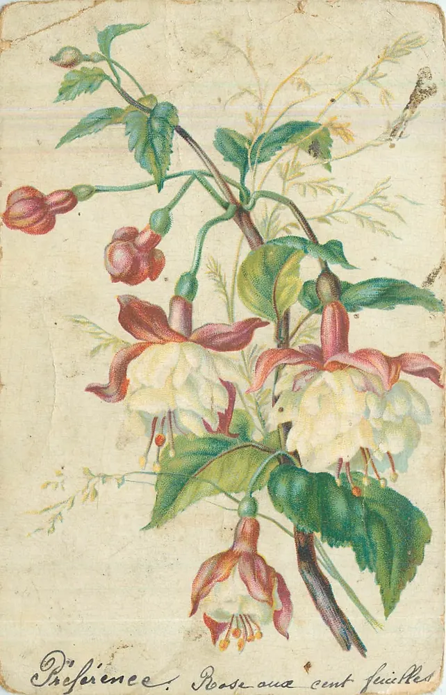 Fuchsia — fleurs pendantes avec feuilles — éditeur non visible - Frente