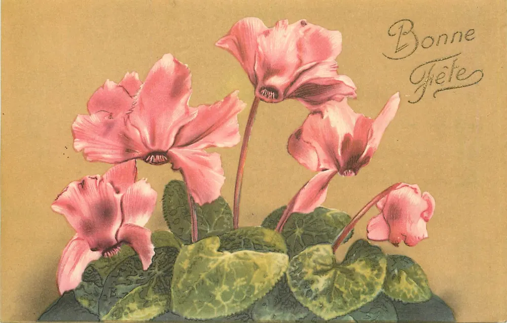 Pink Cyclamens — Happy Birthday — Vintage postcard - Front