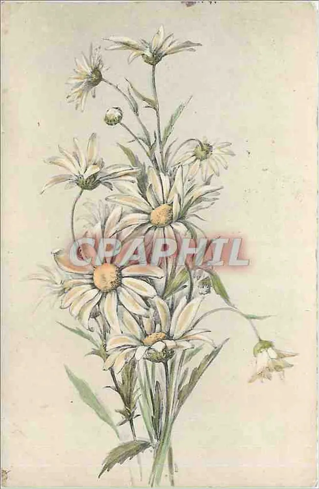 Bouquet de marguerites — dessin à l'aquarelle — Fantaisie Viennoise - Série 6 - Frente