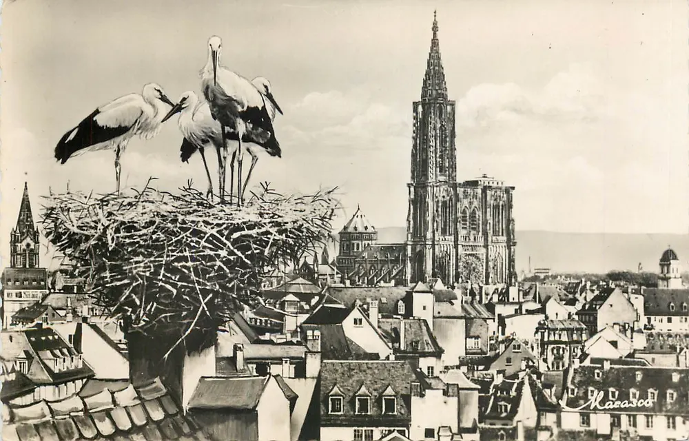 Strasbourg — Vue générale et le Nid de Cigognes — Éditions d'Art Mazasco - Recto