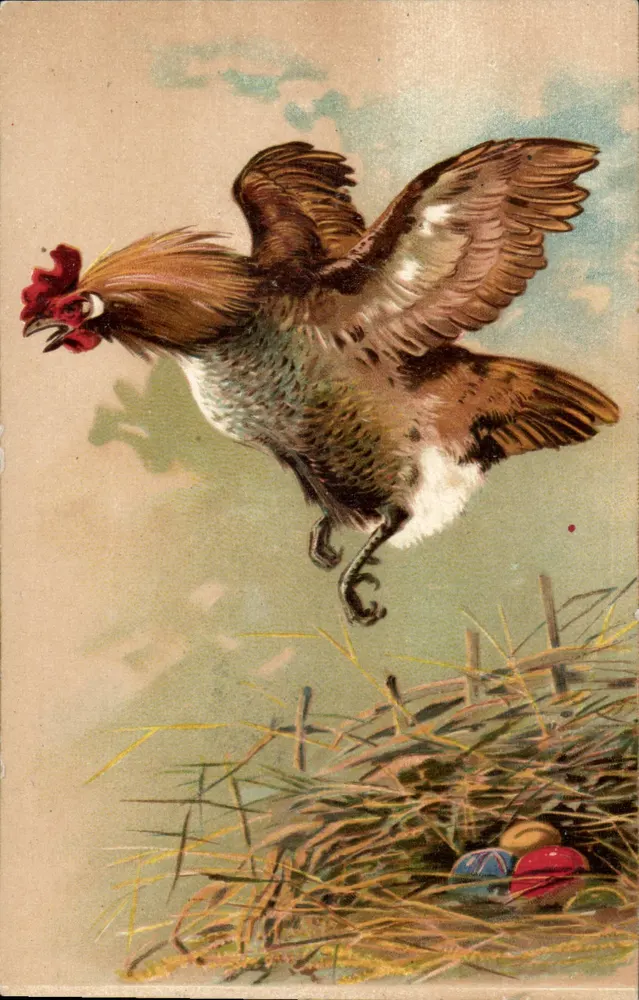 Galo em voo — ovos coloridos em um ninho — editor não visível - Frente