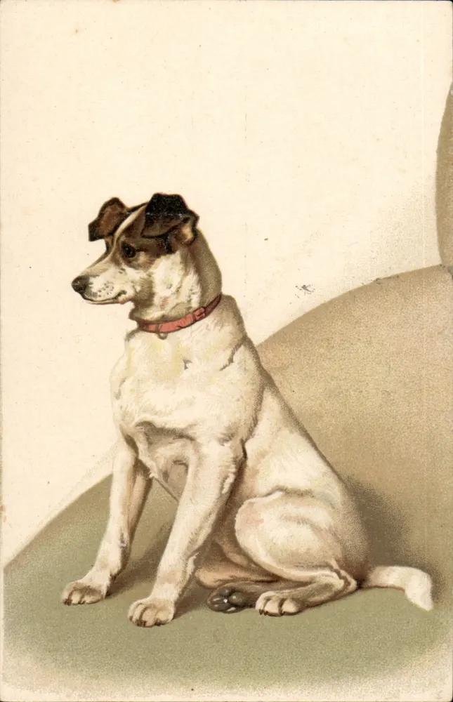 Cachorro sentado — retrato — editor não identificado - Frente