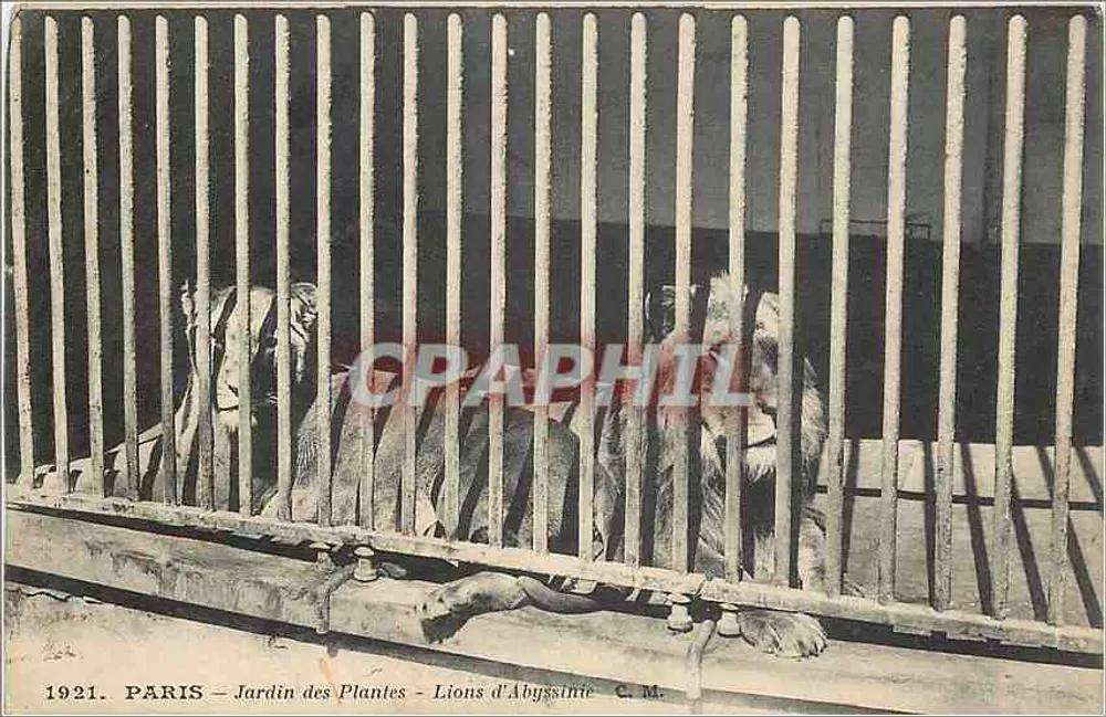 Paris - Jardin des Plantes - Abyssinische Löwen - Künstleredition C. M. - Vorderseite