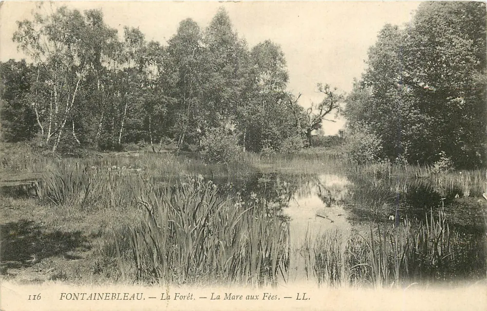 Fontainebleau — La Forêt — La Mare aux Fées — LL. — N° 116 - Recto