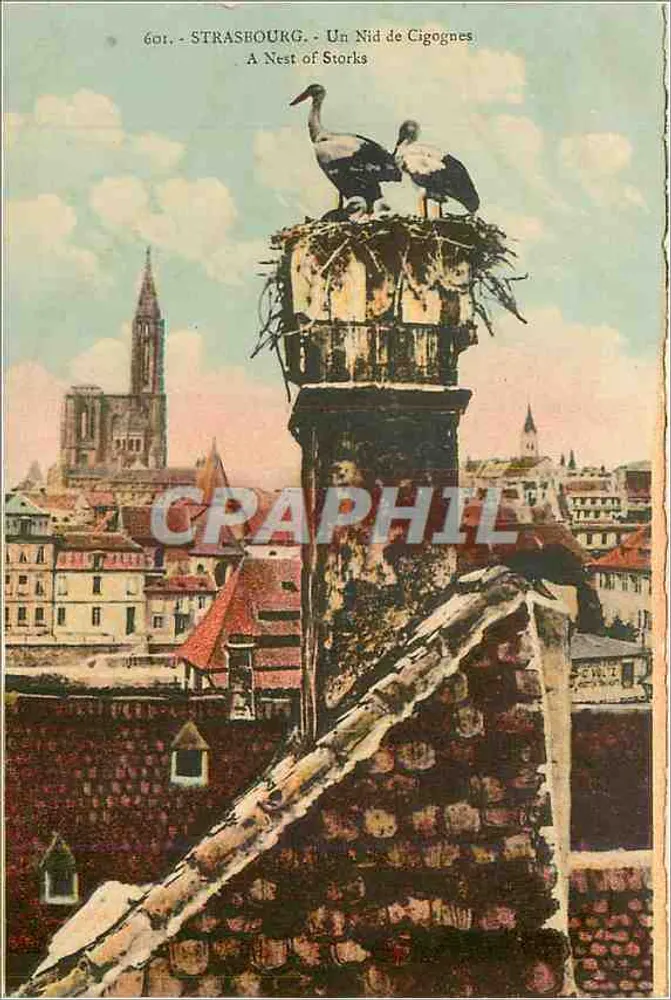 Strasbourg — Um Nid de Cigognes — Editor Ch. Berthelier, n° 601 - Frente