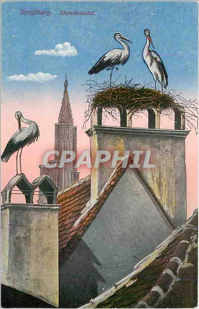 Strasbourg — Ninho de corujas nas telhados — editor: Paul Tschannen, n° 27726 - Frente