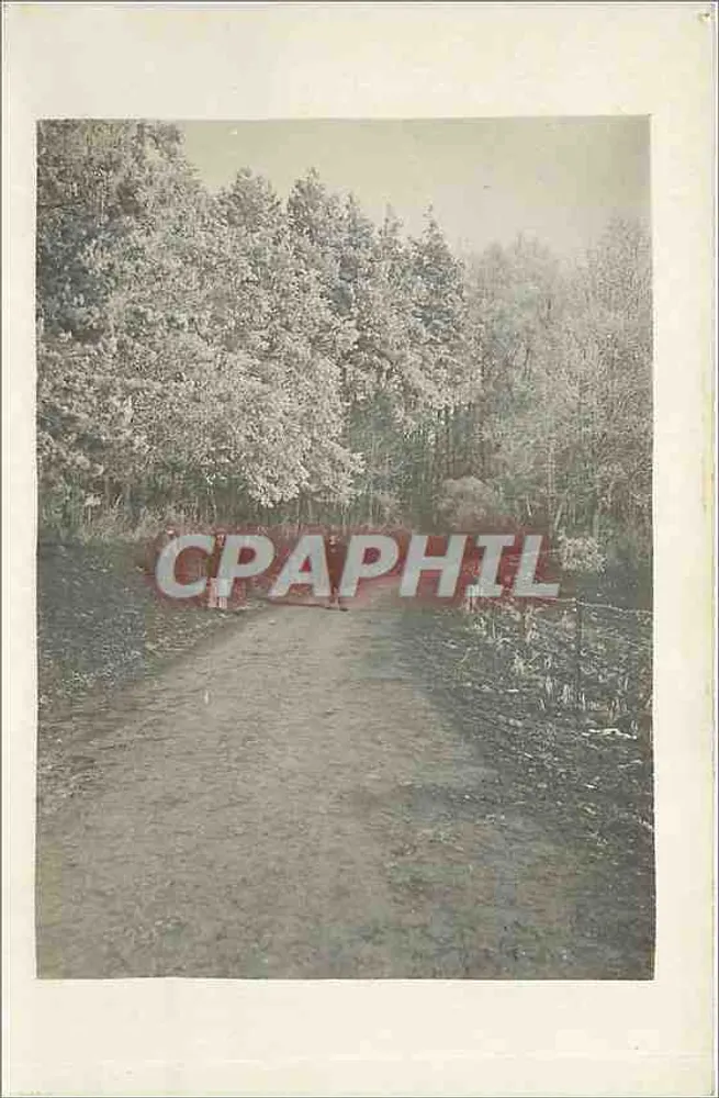 Caminho florestal — vista de primavera — cartão postal anônimo - Frente
