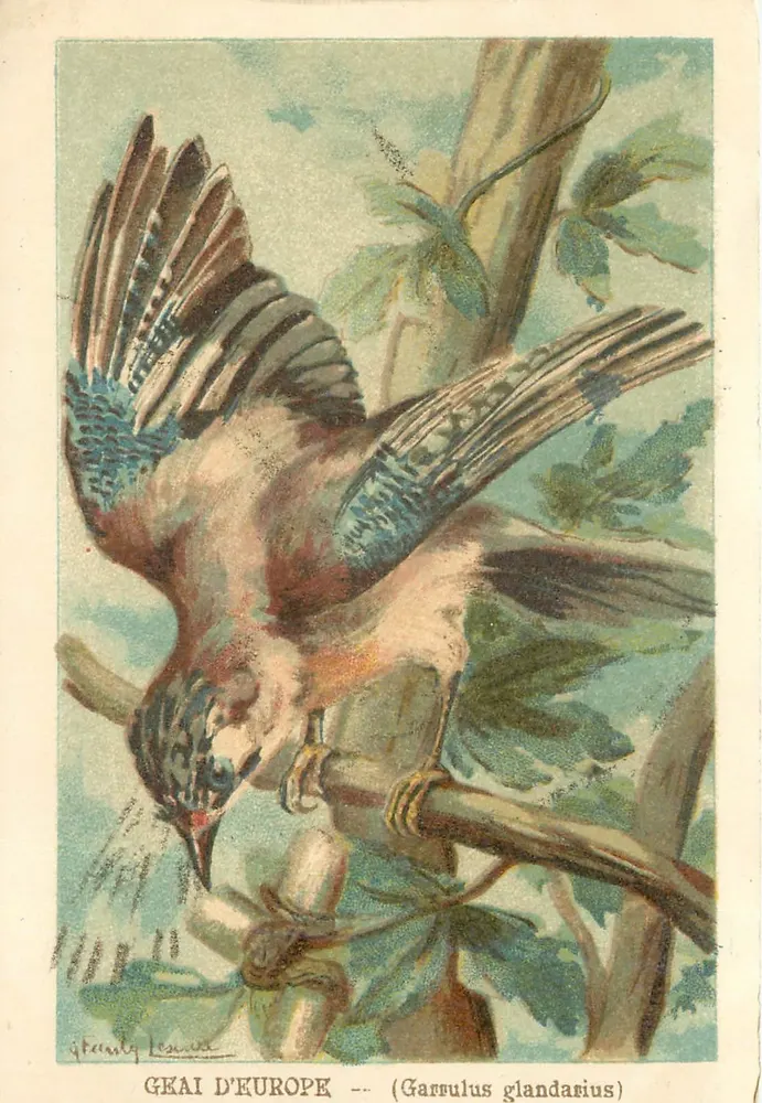 Pássaro-papagaio da Europa — (Garrulus glandarius) — Grantly Leaue - Frente
