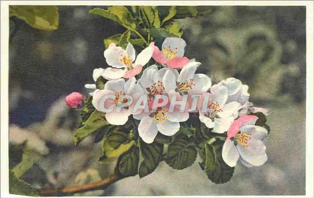 Flores de pereira — Malus — n° 679 - Frente