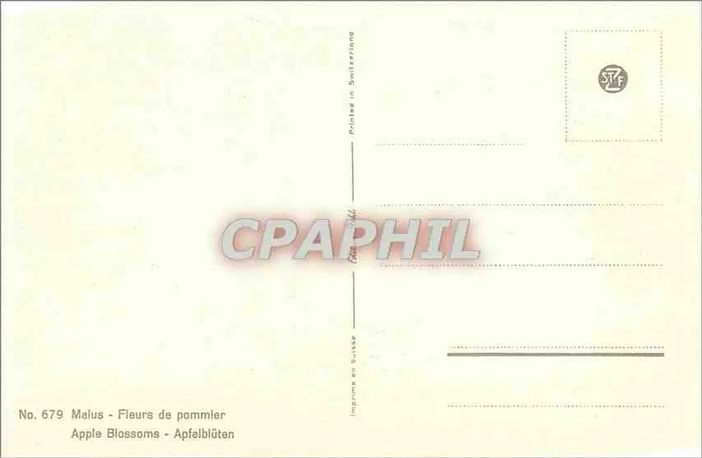 Flores de pereira — Malus — n° 679 - Verso