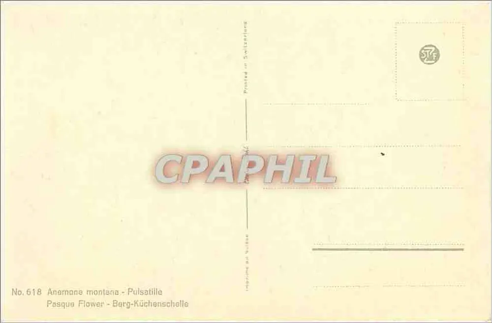 Kwiaty pasque — Anerome montana — nr 618 - Rewers