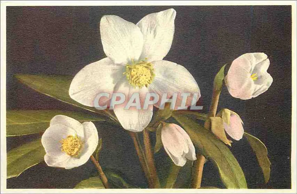 Helleborus niger — Christmas Rose — Printed in Switzerland - Front