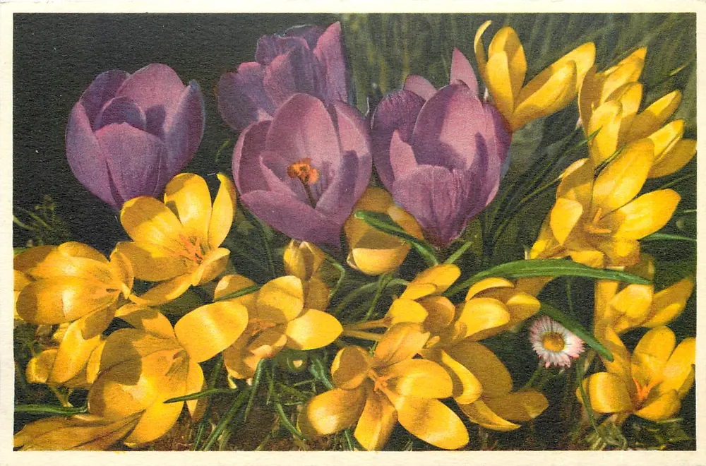 Crocus híbridos — Crocus 'Ideal' — impresso na Suíça - Frente