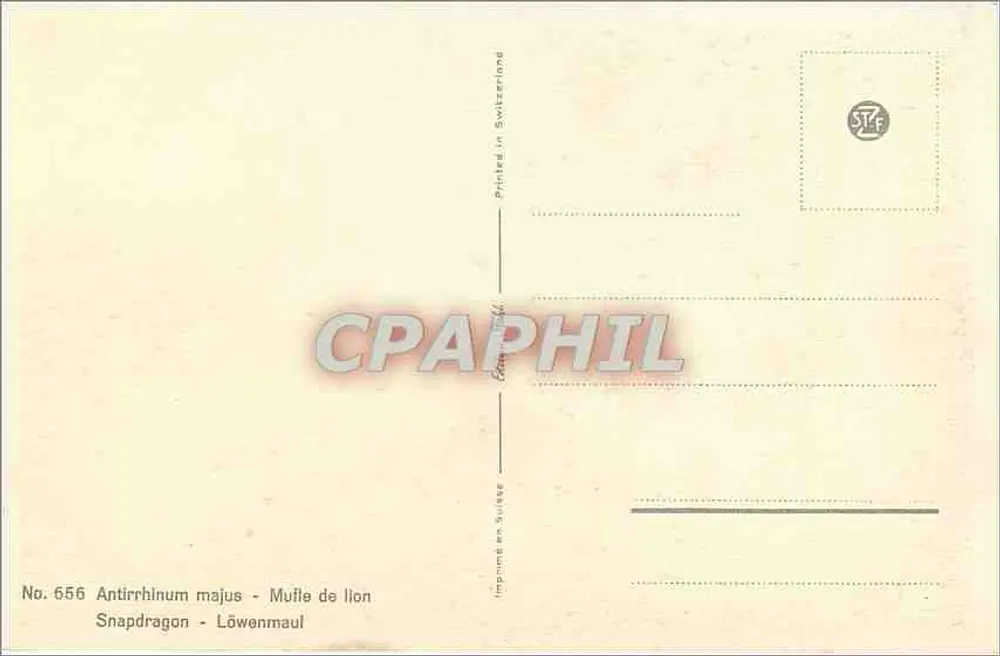 अंतिर्रिनम मेजर — शेर के मुंह — स्विटजरलैंड में मुद्रित, संख्या 556 - पीछे