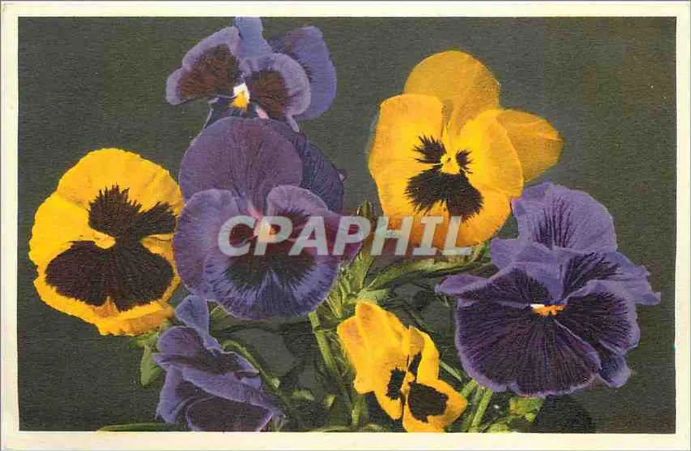 पैंसी — पीले और बैंगनी विविधताएं — स्विटजरलैंड में मुद्रित, संख्या 977 - आगे