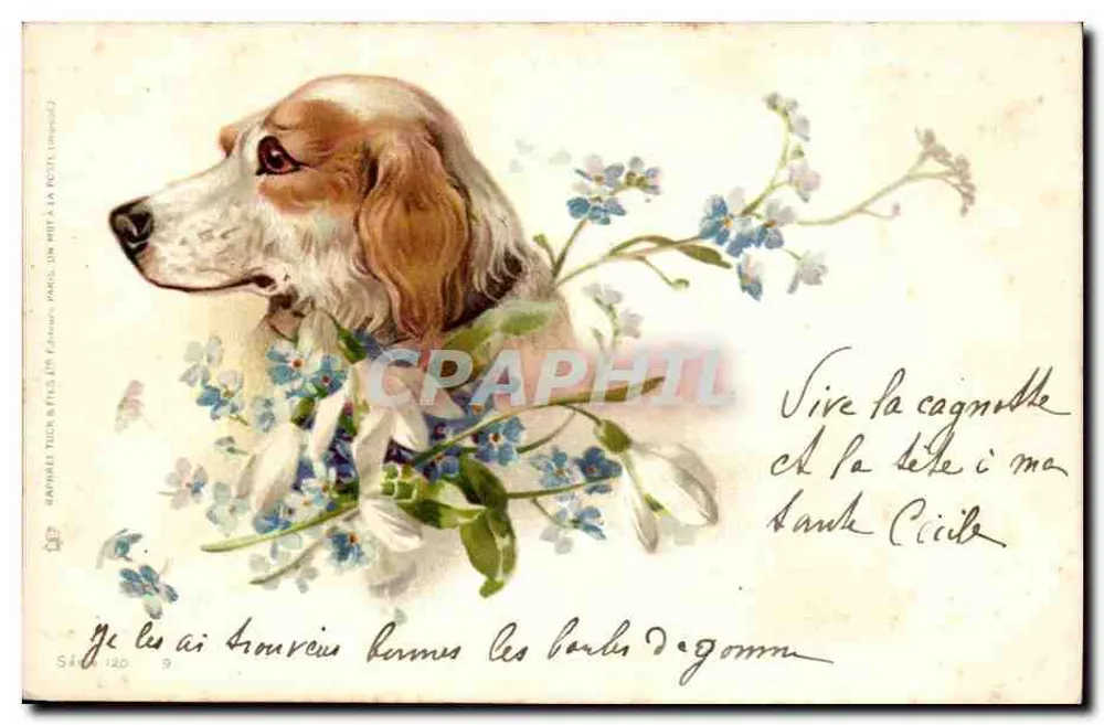Cachorro com flores — edição Rapinat, Tuck & Fils, n° Série 120 - Frente