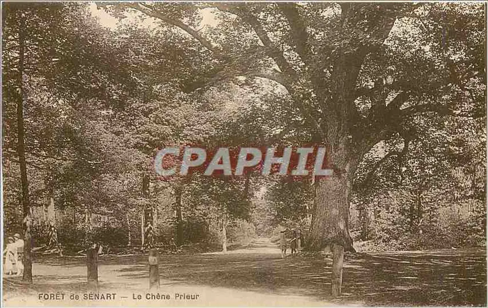 Bosque de Sénart — El Roble Prleur — M. Muliard, Cuvillier, fot.-edit., Yerres - Anverso