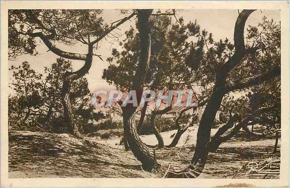 Montalivet-sur-Mer — Pini piegati dalla tempesta — Edition Renaud, n°52 - Recto