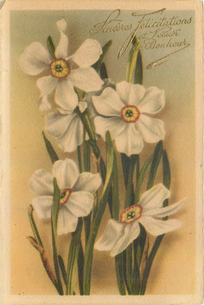 Narcisos — Carta de boas-vindas - Frente