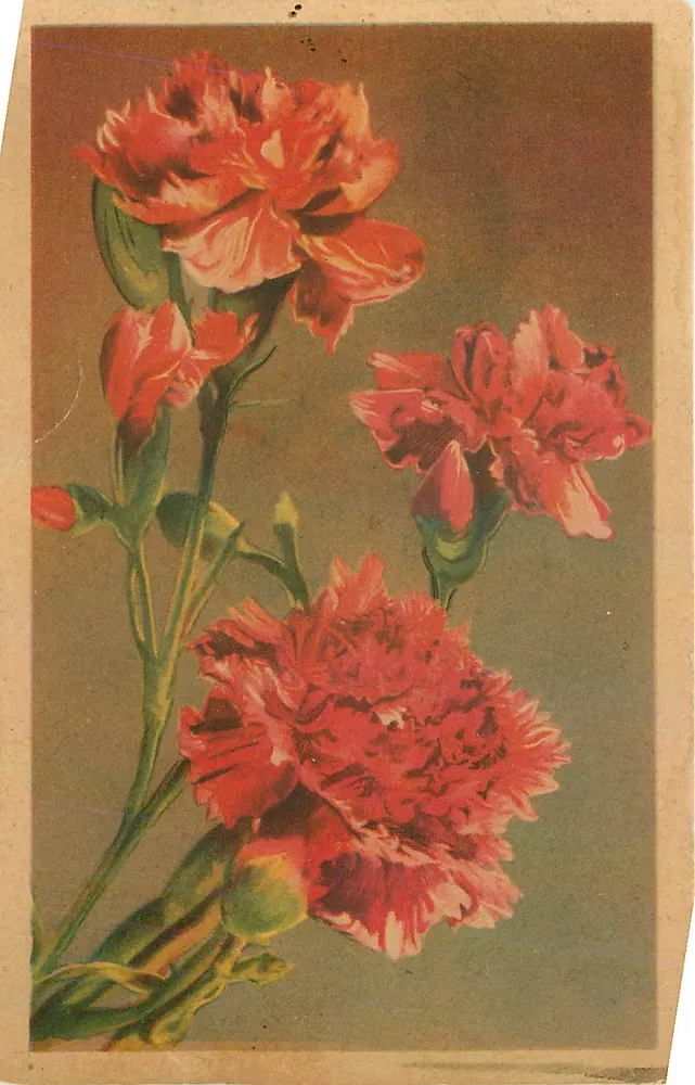 Géraniro Margarida — Dianthus caryophyllus — Impressão na Itália, n°1040 - Frente