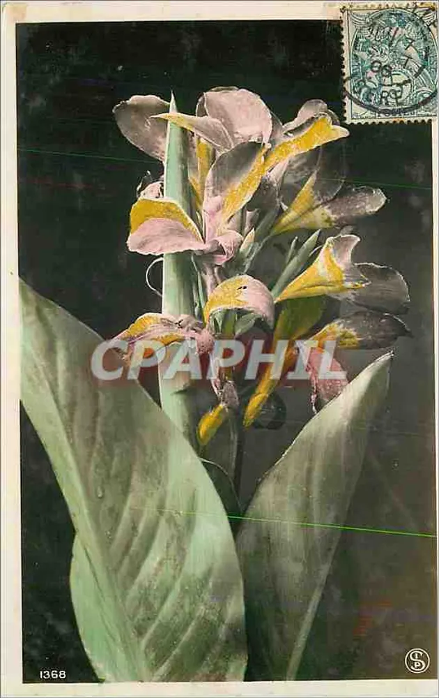 Cannabis — flor e folhas — editor S.D. n°1368 - Frente