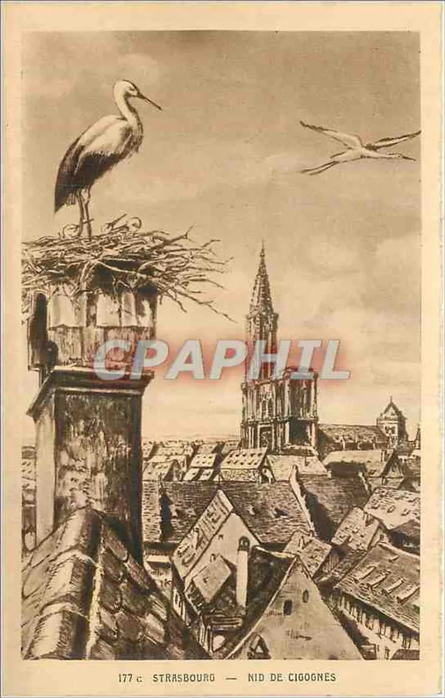 Estrasburgo — Ninho de coruja — Cartes & La Cigogne, Rue de la Course - Frente