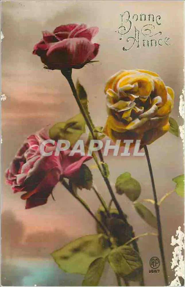 गुलाब — अच्छा वर्ष — RP 1907 - आगे