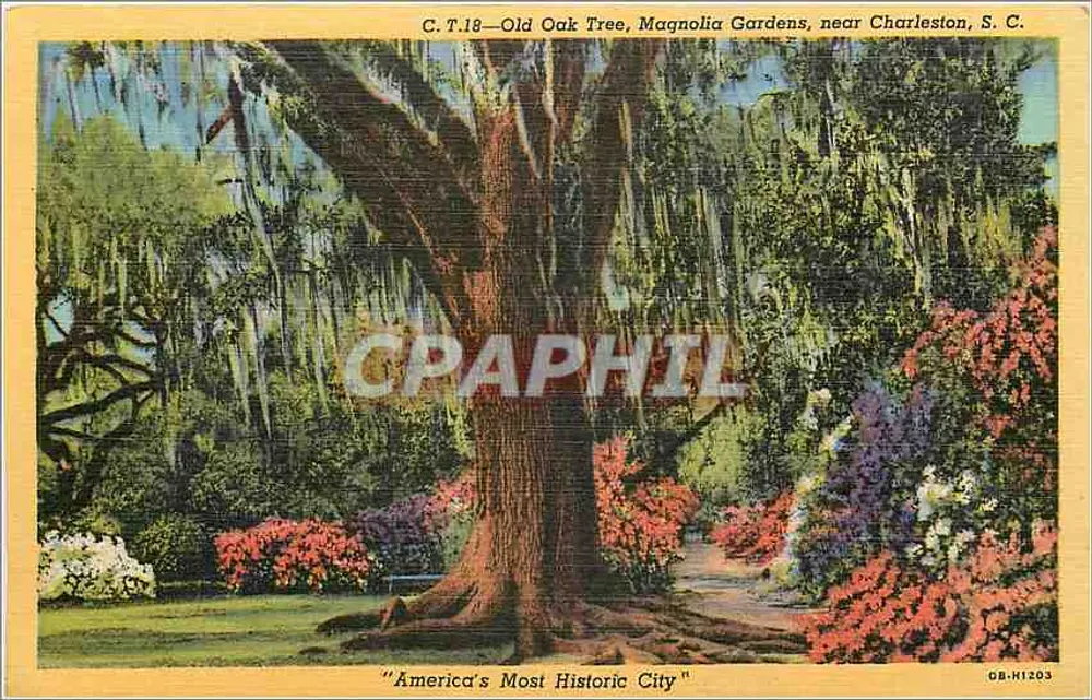 Alter Eichenbaum, Magnolia Gardens, in der Nähe von Charleston, S.C. — C.T.18 — "Am Amerikanischsten Historischen Ort" — Charleston News Company - Vorderseite