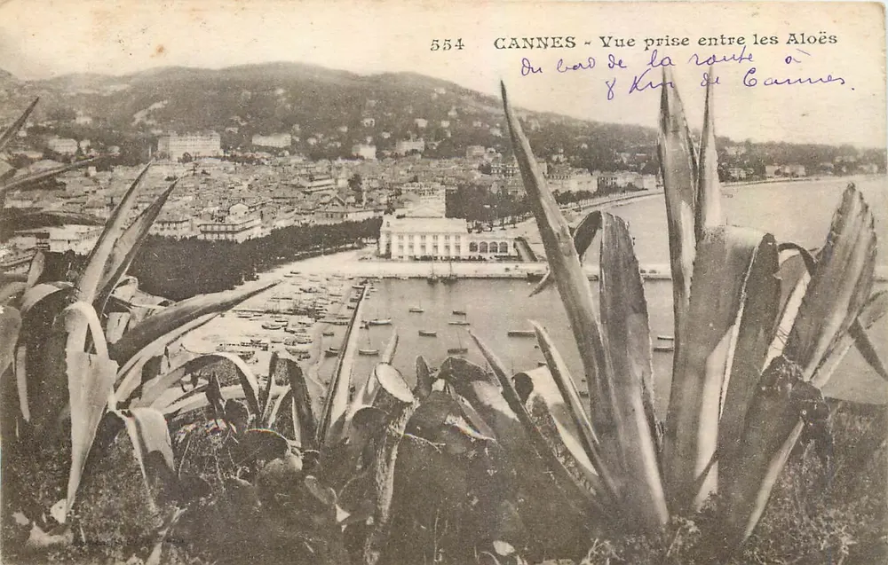 CANNES - Vue prise entre les Aloès — éditeur inconnu, n° 554 - Recto