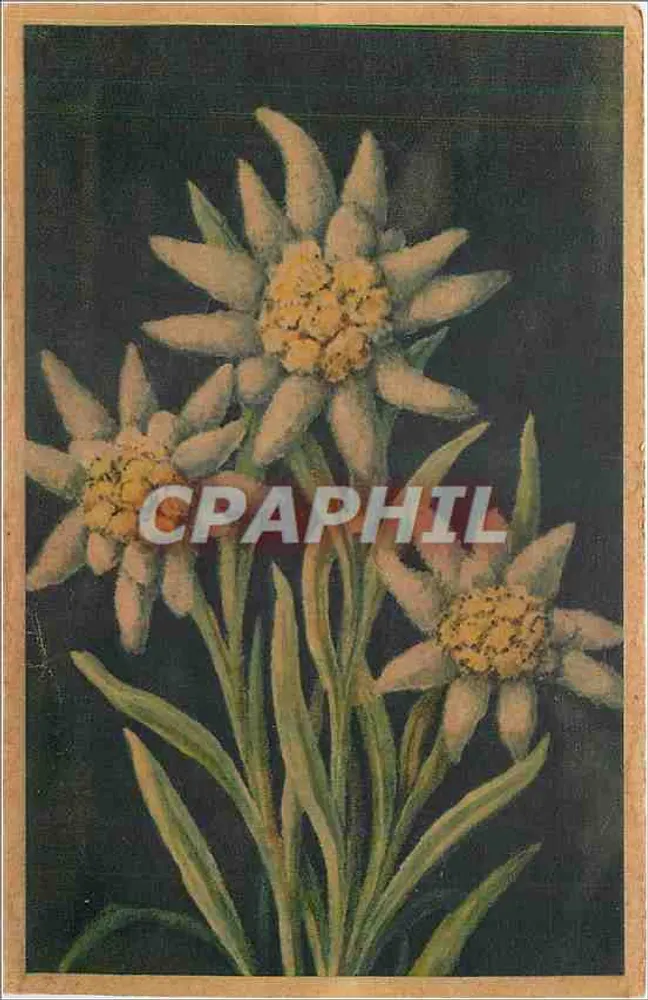 Gwiazda lodowców — Edelweiss — Leontopodium alpinum — Wydawnictwo Sztuki Grenoble - Awers