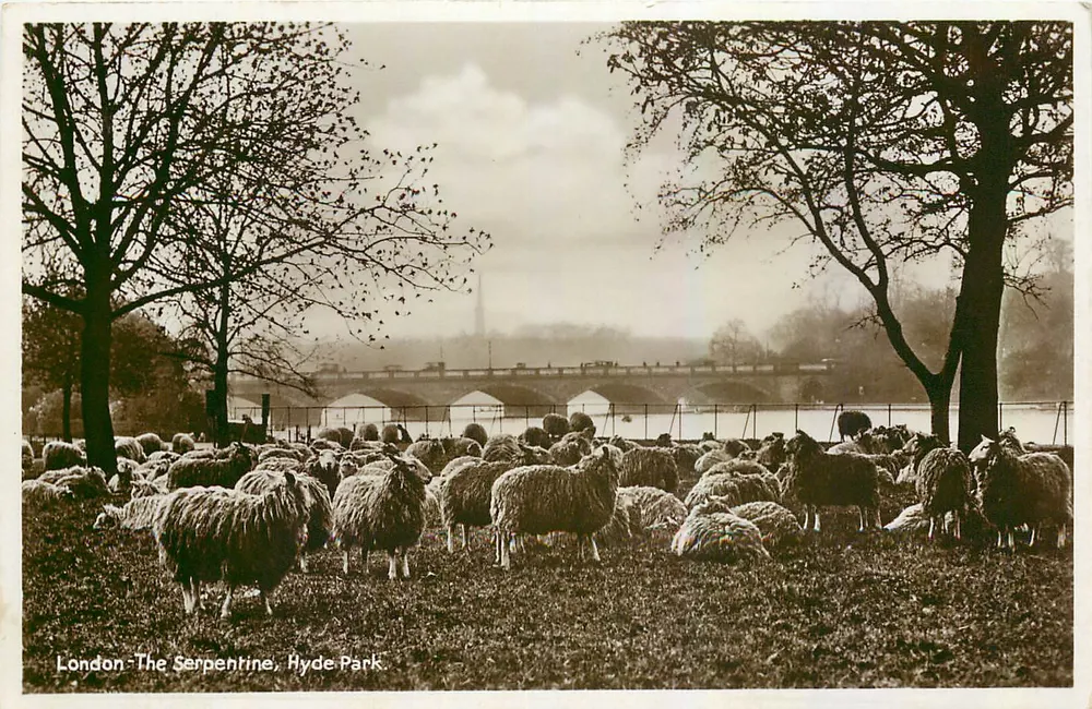 Londres - A Serpentine, Hyde Park — vista de ovelhas em um campo com o ponte no fundo - Frente