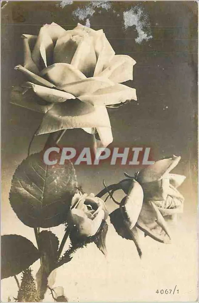 Rose en fleur et boutons — photographie — éditeur 'CRA PHIL' n° 4067/1 - Frente