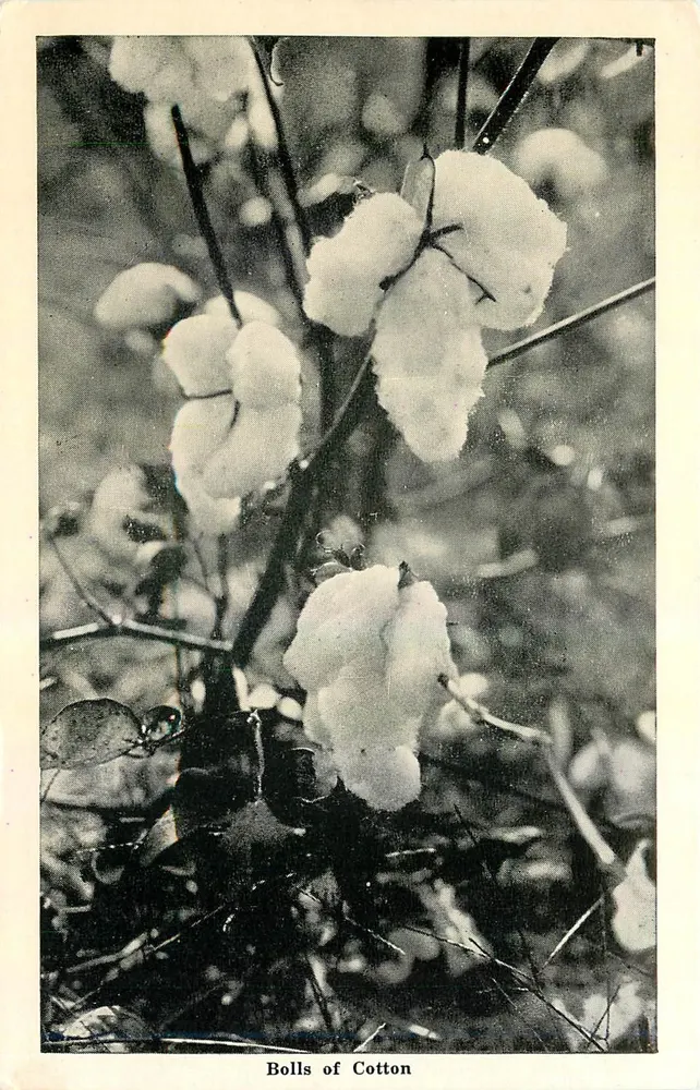 Bolls of Cotton — fotografia in nero e bianco — - Recto