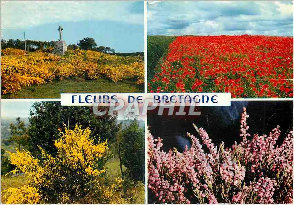 Flores da Bretanha — Carnac, Morbihan — Editor IRIS JOS - Frente
