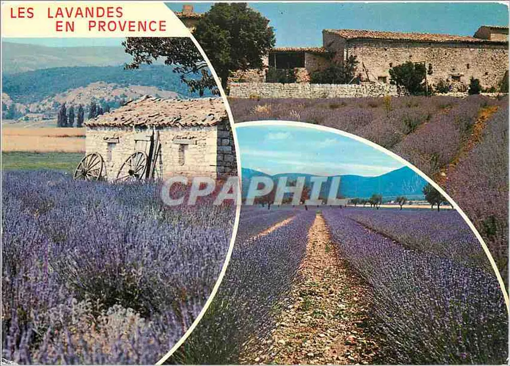 As Lavandas na Provença — Éditions de Provence, n° 4828 - Frente