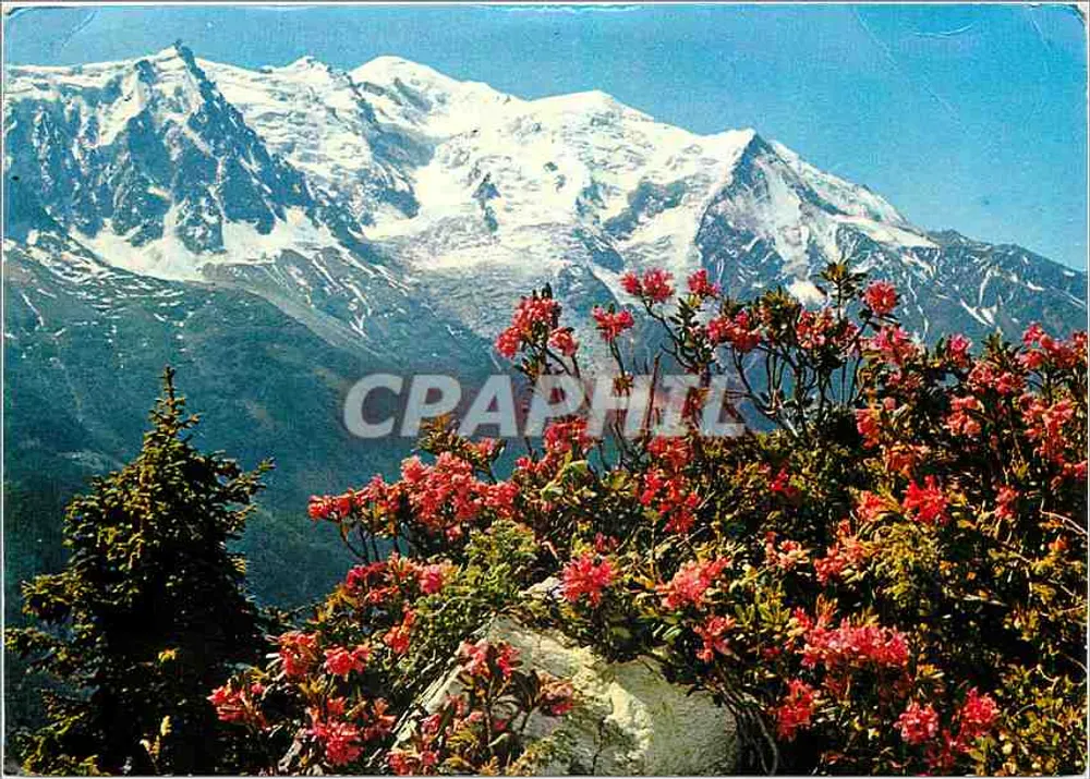 Mont-Blanc — vista panorâmica com rhododendros em flor — editor G.R.M. n°7560 - Frente