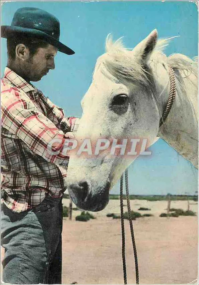 Gardian et cheval sauvage — La Camargue — Éditions S.E.P.T. NICE - Recto
