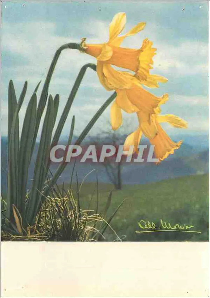 Narcisse em flor — Auvergne, Jonquilles — Albert Monier, n° 10.857 - Frente