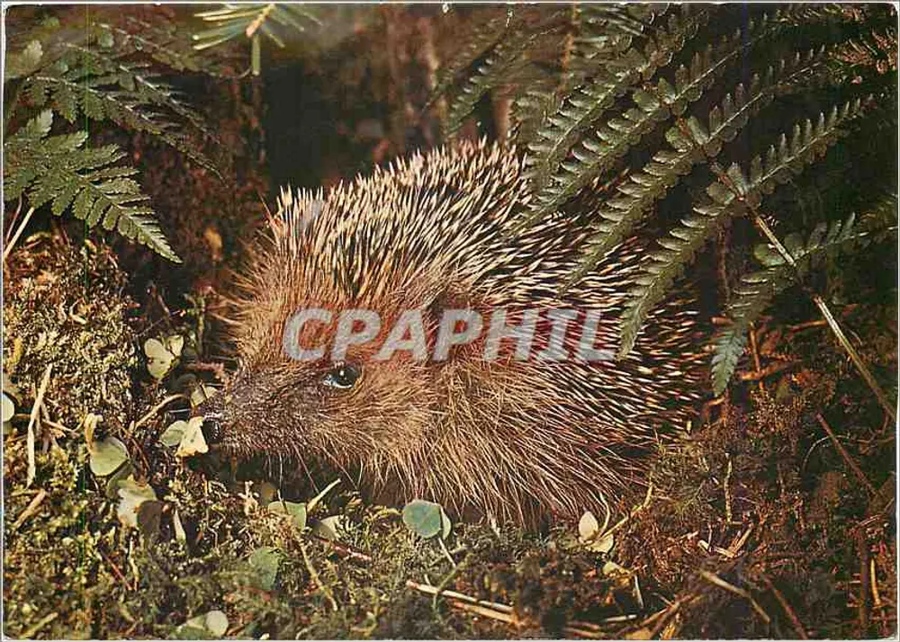 Ouriço — Erinaceus europaeus L. — Foto Schmidt, Samedan AG - Frente