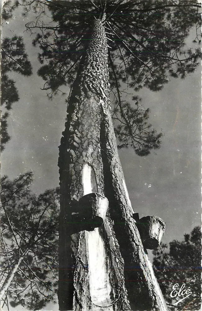 La Résine dans les Pins — Arcachon — Éditeur Elcés - Recto