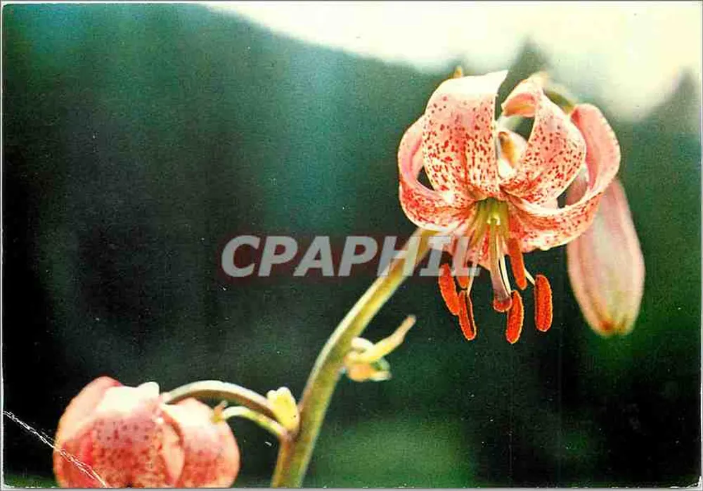 लिलास लाल धब्बों वाला — एक जंगली फूल — प्रिंट पियर्रॉन, 57206 सरेगुमिन्स - आगे