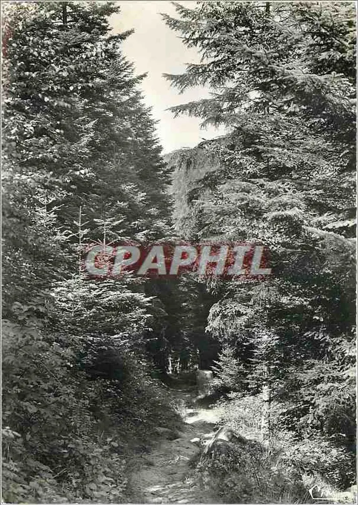 Floresta de Luvigny — trilha encaixada entre coníferas — Combière, Luvigny (88, Vosges) - Frente