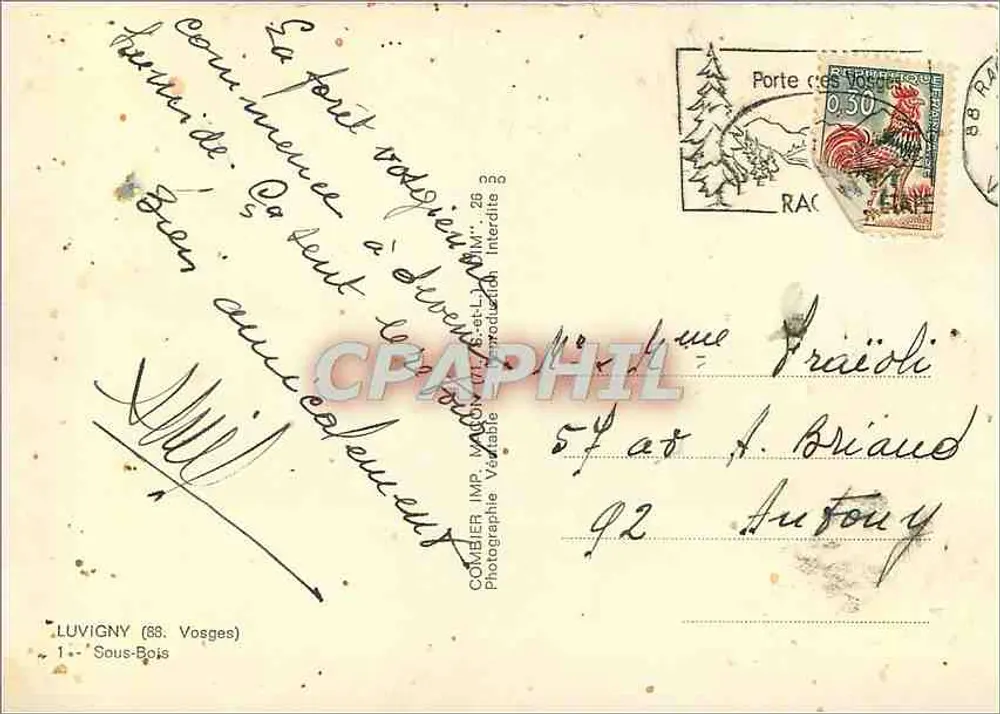Floresta de Luvigny — trilha encaixada entre coníferas — Combière, Luvigny (88, Vosges) - Verso