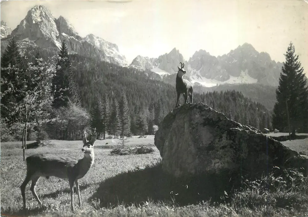Zwei Murmeltiere in den Dolomiten — Forni Avoltri m 900 — Photo G. Del Fabbro n°5083 - Vorderseite