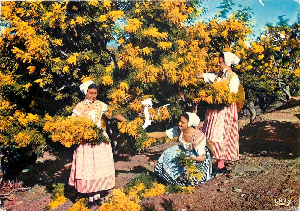 Colheita do mimosa — Provence — Éditions Iris - Frente