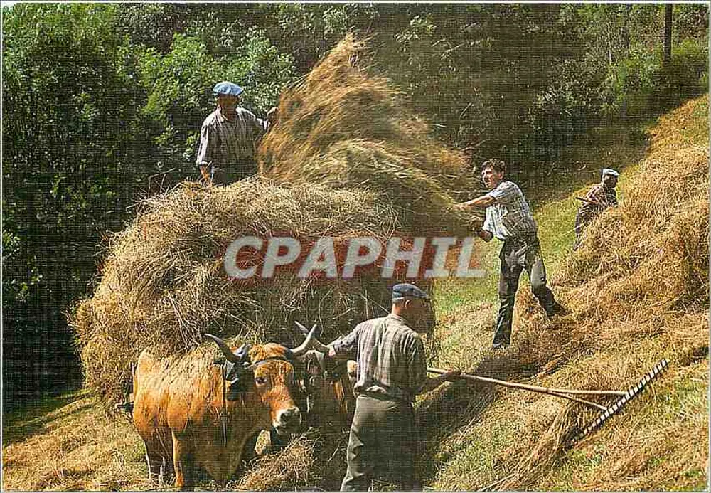 Trabalhos agrícolas — colheita de feno — Foto M. VERDIER, Edições BOS - Frente