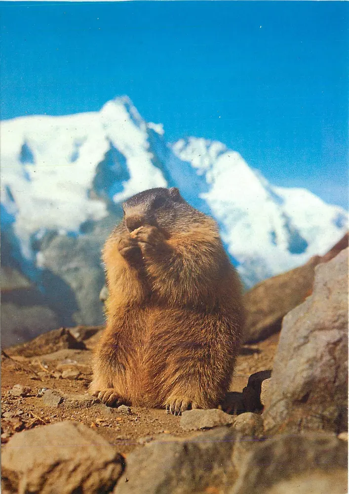 Marmota no Großglockner — editor Verlag Glocknerwil, n° 1900 140 - Frente