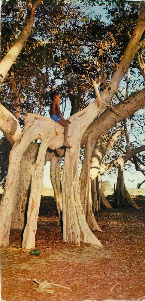 Madagascar - Tulear - Les multipliants — éditeur Diapro Kodak, n° 202 - Frente