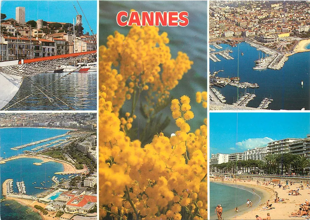 Cannes — vista panorâmica e flores de mimosa — editor G. Chassagne, n° 06.029.31 - Frente