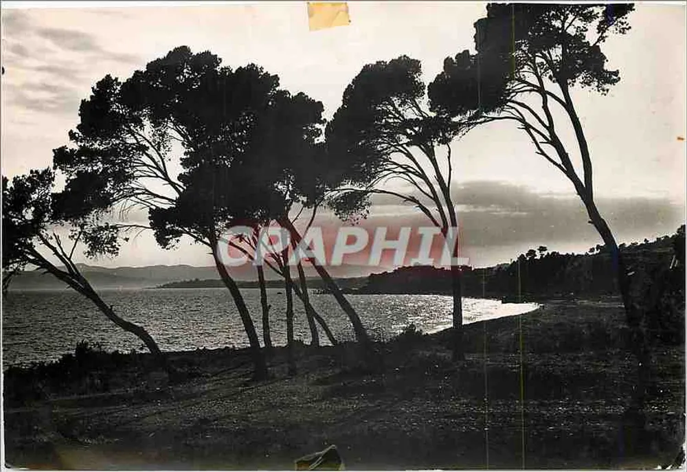 Paisagem costeira — pinheiros na beira da água - Frente